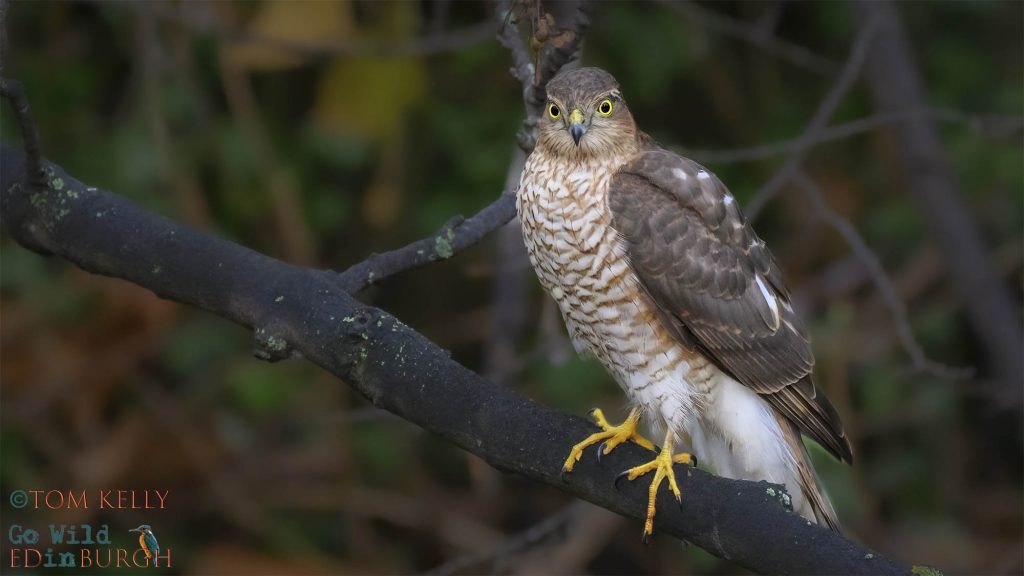 Tom Kelly - Scottish Wildlife Photographer GoWildInEdinburgh.co.uk TomKelly.co.uk