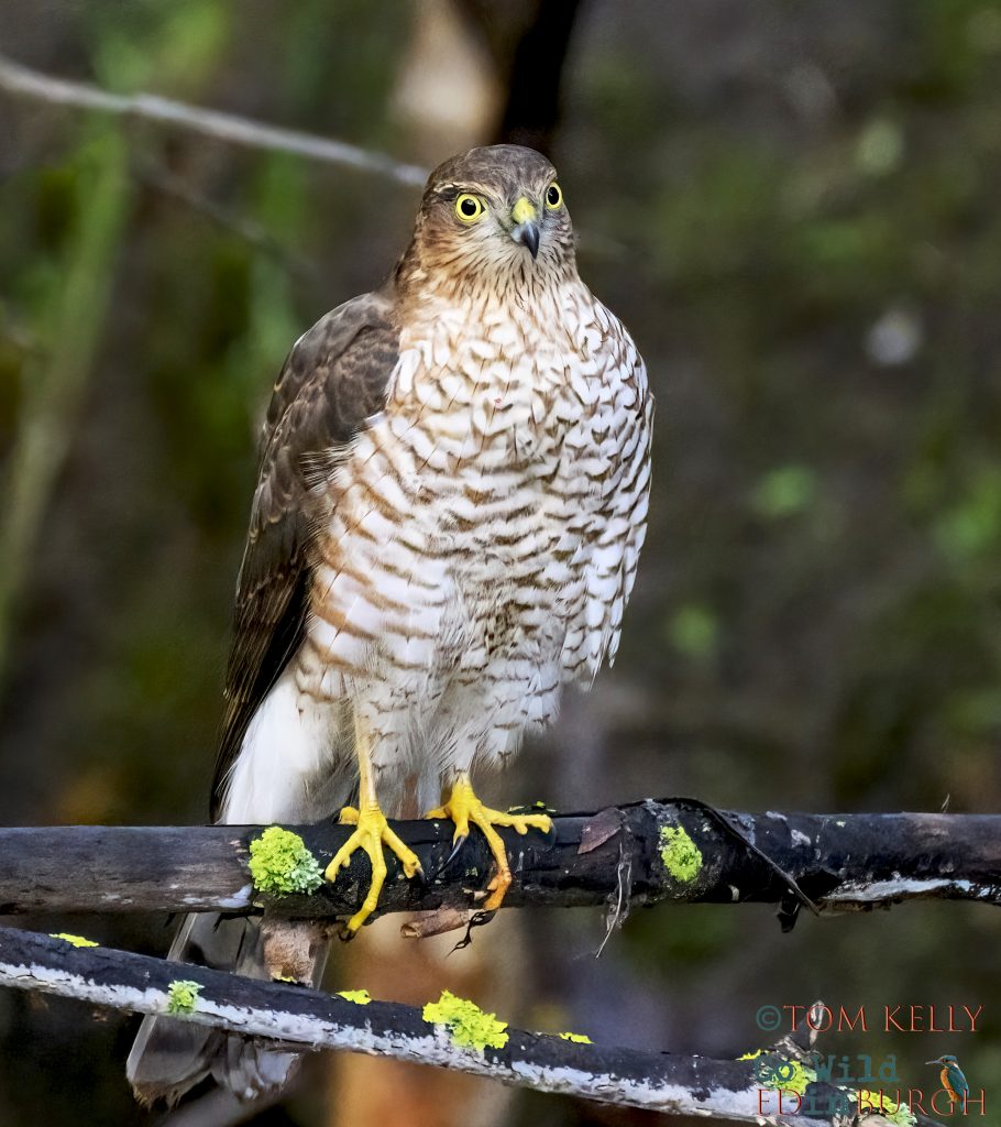 Tom Kelly - Scottish Wildlife Photographer GoWildInEdinburgh.co.uk TomKelly.co.uk
