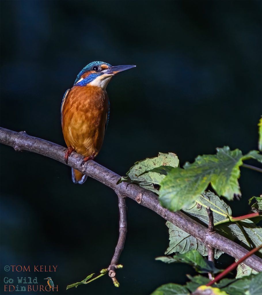 Tom Kelly - Scottish Wildlife Photographer GoWildInEdinburgh.co.uk TomKelly.co.uk