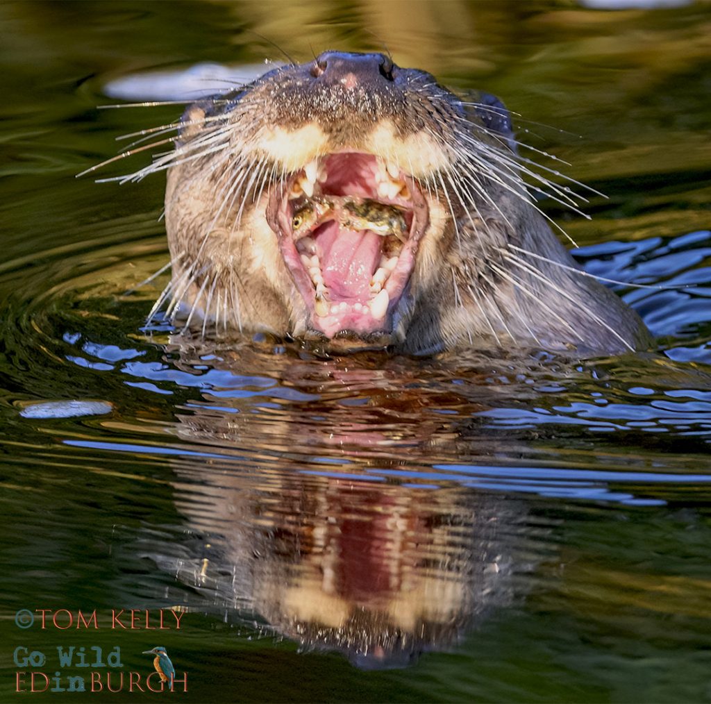 Tom Kelly - Scottish Wildlife Photographer GoWildInEdinburgh.co.uk TomKelly.co.uk