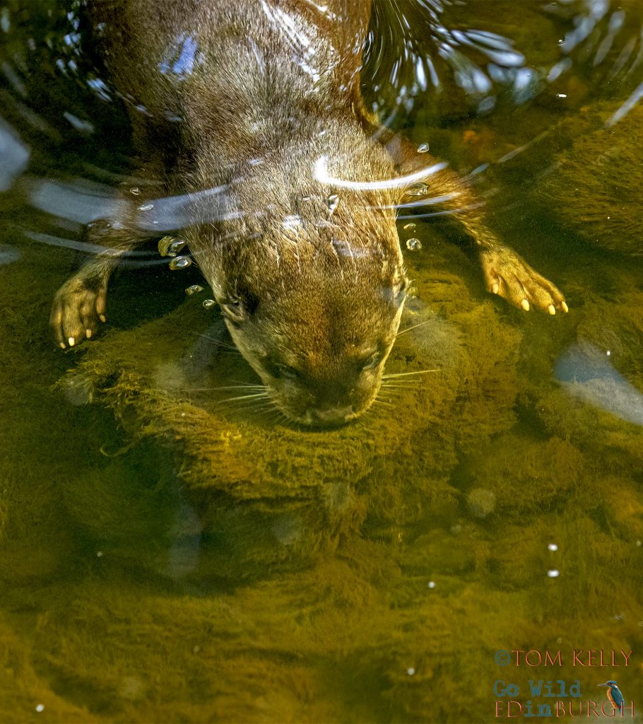 Tom Kelly - Scottish Wildlife Photographer GoWildInEdinburgh.co.uk TomKelly.co.uk