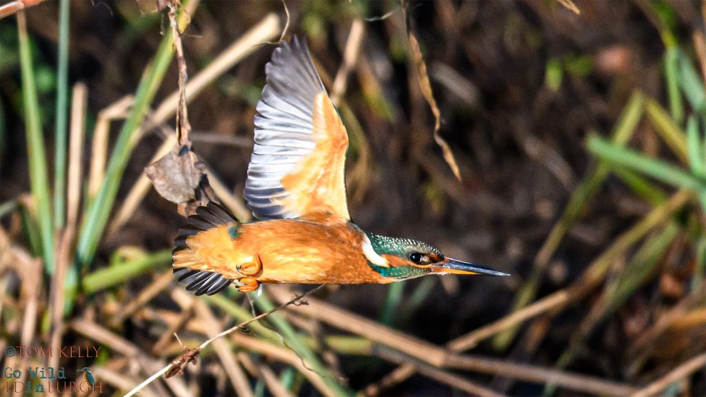 Tom Kelly - Scottish Wildlife Photographer GoWildInEdinburgh.co.uk TomKelly.co.uk