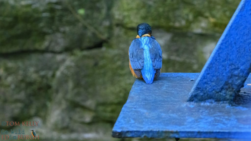 Tom Kelly - Scottish Wildlife Photographer GoWildInEdinburgh.co.uk TomKelly.co.uk