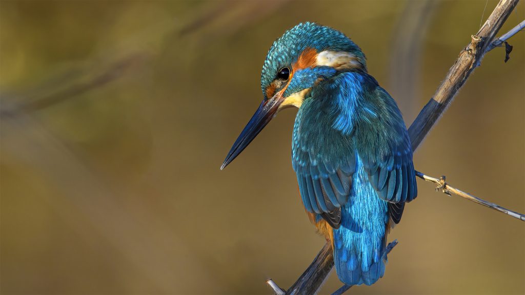 Tom Kelly - Scottish Wildlife Photographer GoWildInEdinburgh.co.uk TomKelly.co.uk