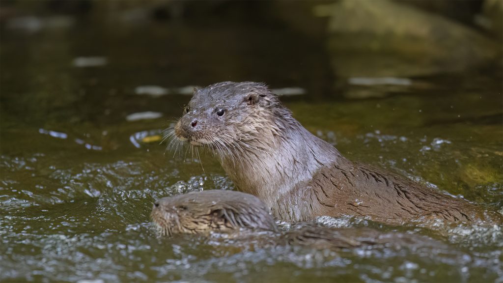 Tom Kelly - Scottish Wildlife Photographer GoWildInEdinburgh.co.uk TomKelly.co.uk