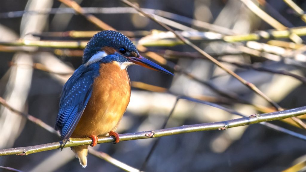 Tom Kelly - Scottish Wildlife Photographer GoWildInEdinburgh.co.uk TomKelly.co.uk