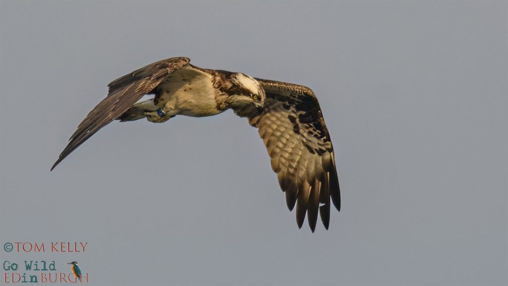 Tom Kelly - Scottish Wildlife Photographer GoWildInEdinburgh.co.uk TomKelly.co.uk