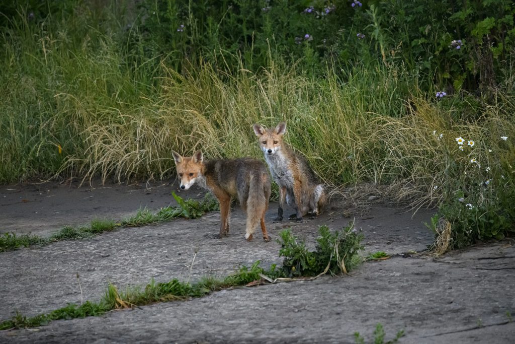 Tom Kelly - Scottish Wildlife Photographer GoWildInEdinburgh.co.uk TomKelly.co.uk