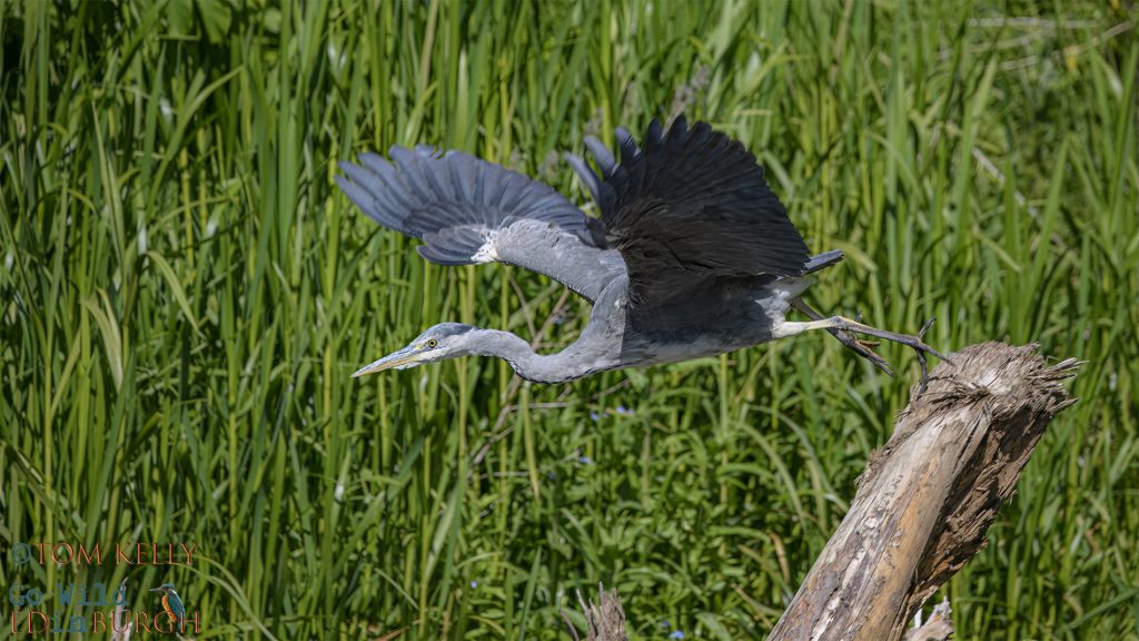 Tom Kelly - Scottish Wildlife Photographer GoWildInEdinburgh.co.uk TomKelly.co.uk