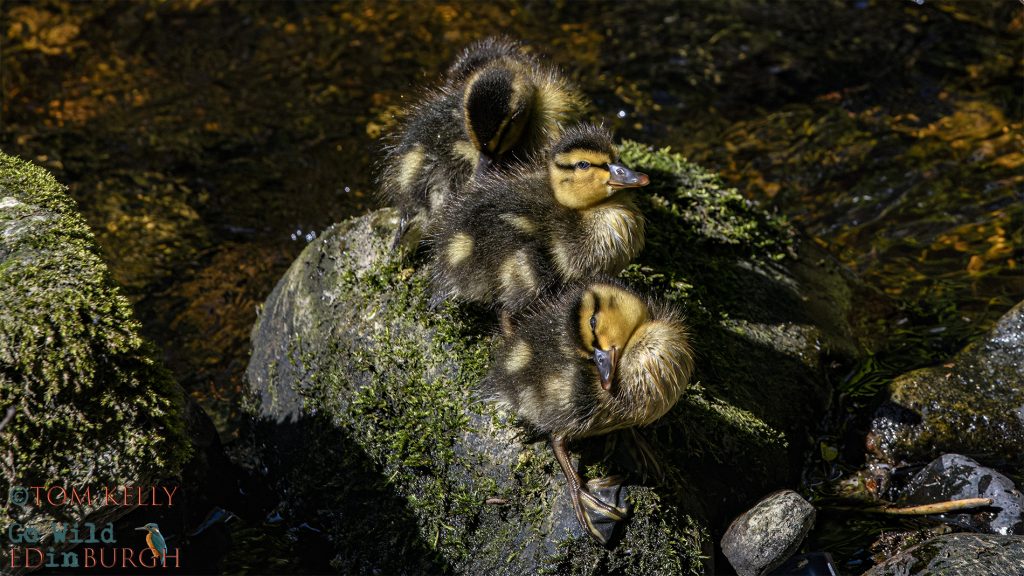 Tom Kelly - Scottish Wildlife Photographer GoWildInEdinburgh.co.uk TomKelly.co.uk