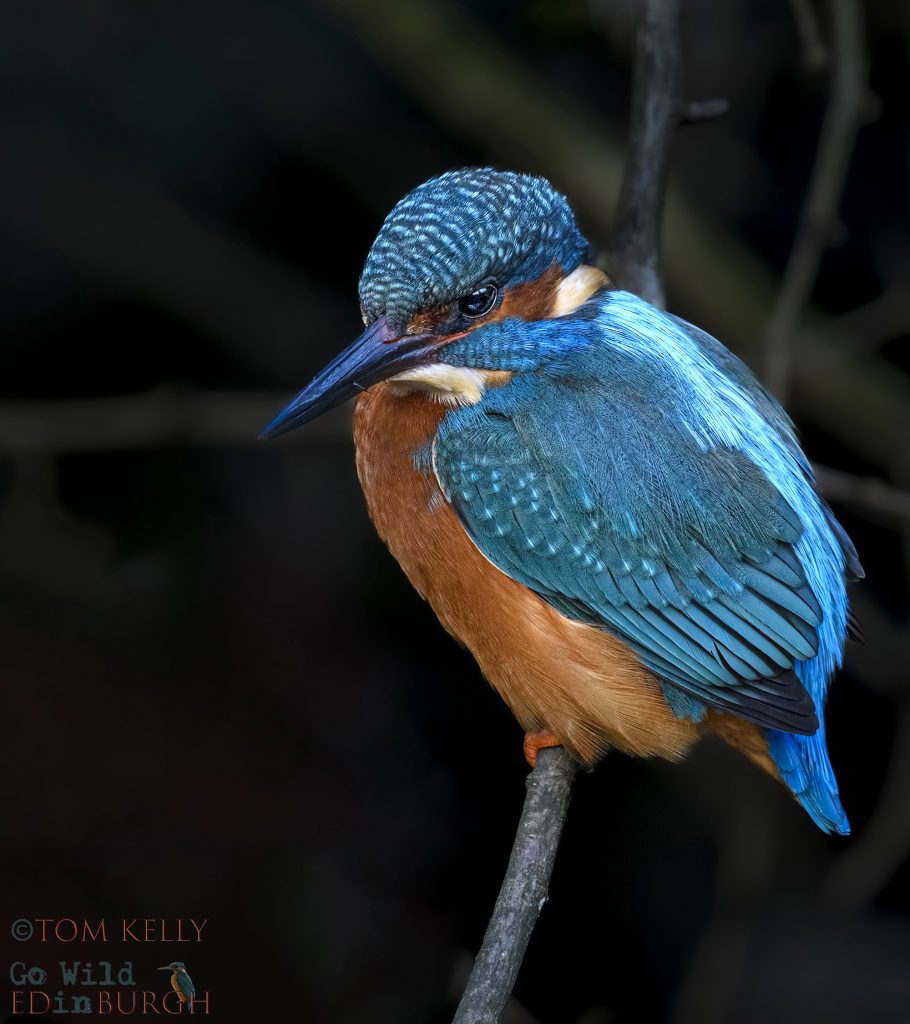 Tom Kelly - Scottish Wildlife Photographer GoWildInEdinburgh.co.uk TomKelly.co.uk