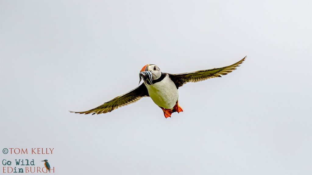 Puffin Isle of May - Tom Kelly - Scottish Wildlife Photographer GoWildInEdinburgh.co.uk TomKelly.co.uk