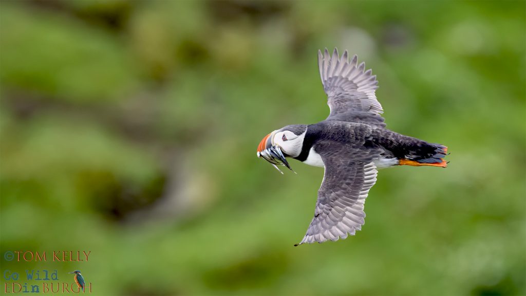 Puffin Isle of May - Tom Kelly - Scottish Wildlife Photographer GoWildInEdinburgh.co.uk TomKelly.co.uk