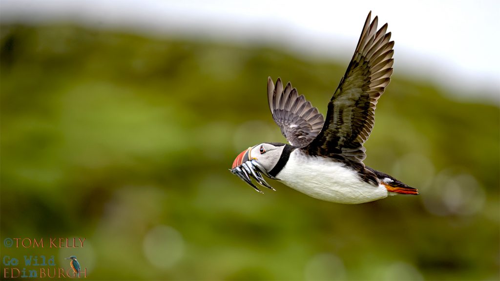 Puffin Isle of May - Tom Kelly - Scottish Wildlife Photographer GoWildInEdinburgh.co.uk TomKelly.co.uk