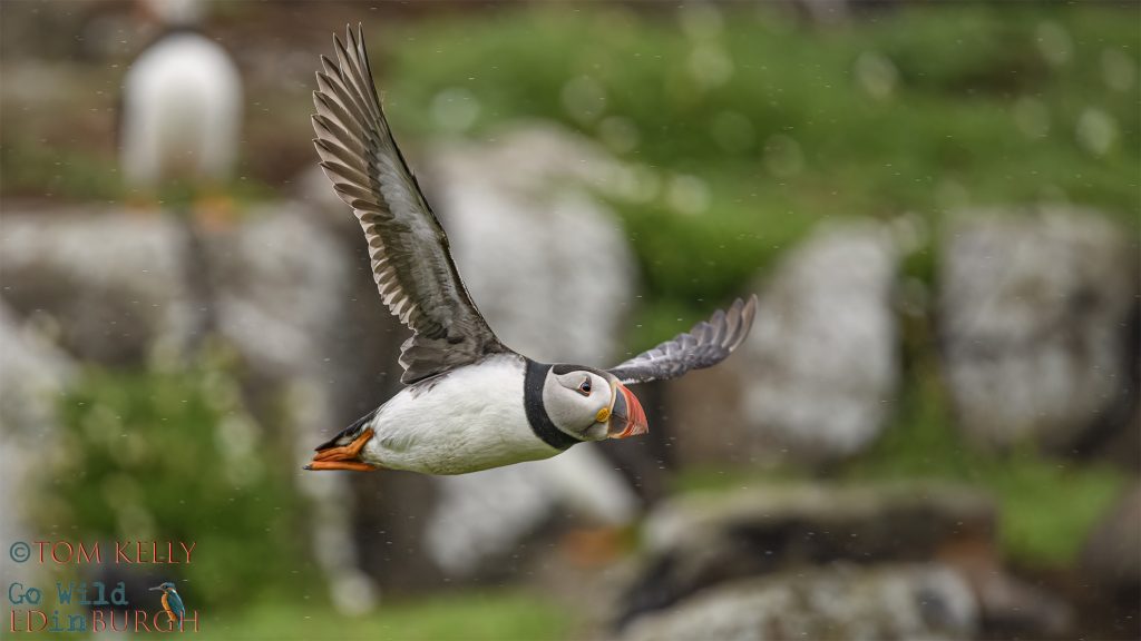 Puffin Isle of May - Tom Kelly - Scottish Wildlife Photographer GoWildInEdinburgh.co.uk TomKelly.co.uk