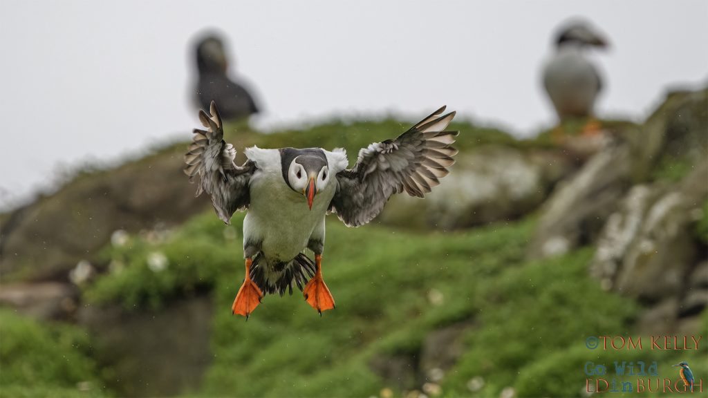 Puffin Isle of May - Tom Kelly - Scottish Wildlife Photographer GoWildInEdinburgh.co.uk TomKelly.co.uk