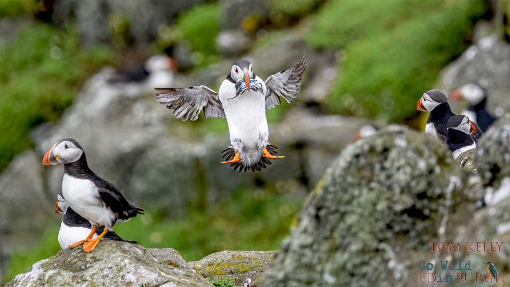 Puffin Isle of May - Tom Kelly - Scottish Wildlife Photographer GoWildInEdinburgh.co.uk TomKelly.co.uk