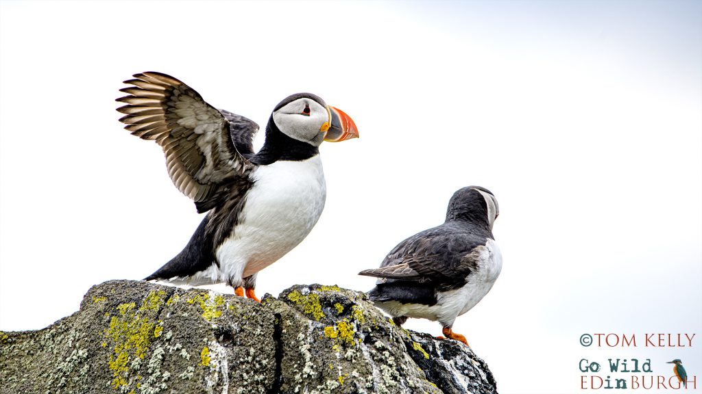 Puffin Isle of May - Tom Kelly - Scottish Wildlife Photographer GoWildInEdinburgh.co.uk TomKelly.co.uk