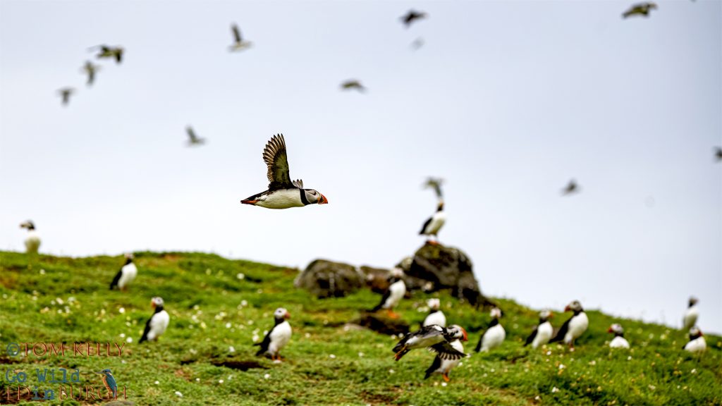 Puffin Isle of May - Tom Kelly - Scottish Wildlife Photographer GoWildInEdinburgh.co.uk TomKelly.co.uk
