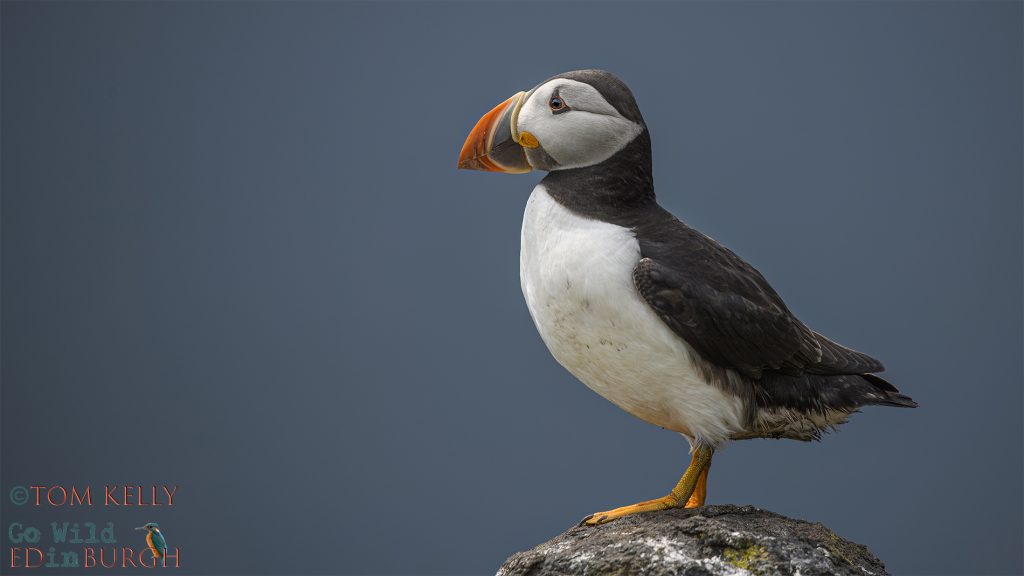 Puffin Isle of May - Tom Kelly - Scottish Wildlife Photographer GoWildInEdinburgh.co.uk TomKelly.co.uk
