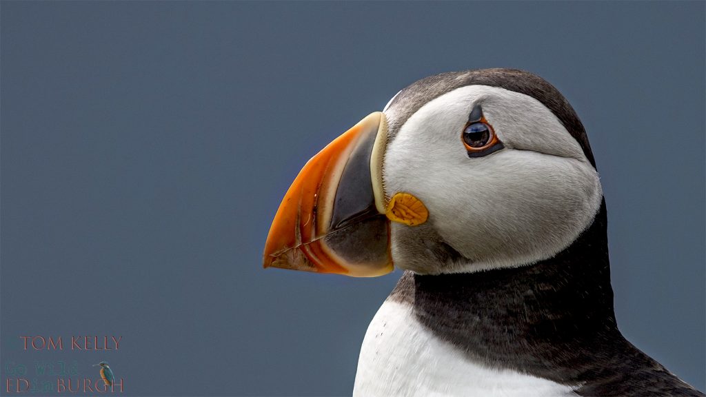 Puffin Isle of May - Tom Kelly - Scottish Wildlife Photographer GoWildInEdinburgh.co.uk TomKelly.co.uk