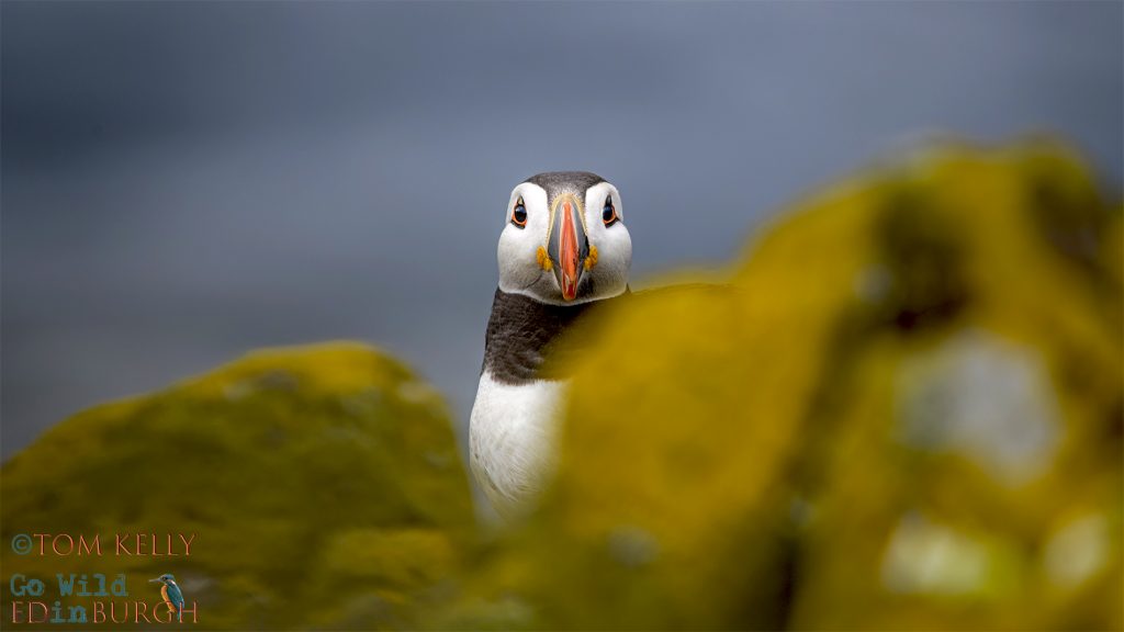 Puffin Isle of May - Tom Kelly - Scottish Wildlife Photographer GoWildInEdinburgh.co.uk TomKelly.co.uk