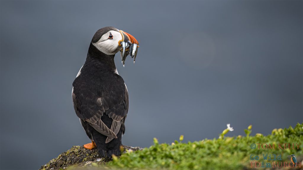Puffin Isle of May - Tom Kelly - Scottish Wildlife Photographer GoWildInEdinburgh.co.uk TomKelly.co.uk