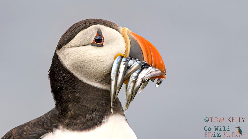Puffin Isle of May - Tom Kelly - Scottish Wildlife Photographer GoWildInEdinburgh.co.uk TomKelly.co.uk