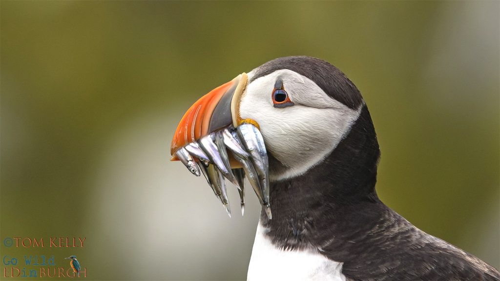 Puffin Isle of May - Tom Kelly - Scottish Wildlife Photographer GoWildInEdinburgh.co.uk TomKelly.co.uk
