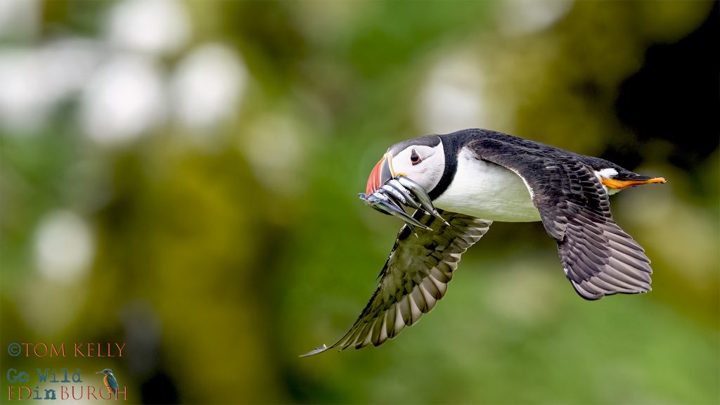 Tom Kelly - Scottish Wildlife Photographer GoWildInEdinburgh.co.uk TomKelly.co.uk