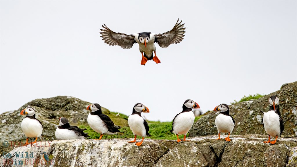 Tom Kelly - Scottish Wildlife Photographer GoWildInEdinburgh.co.uk TomKelly.co.uk