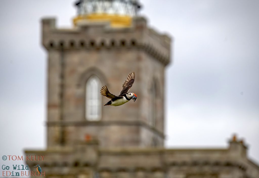 Tom Kelly - Scottish Wildlife Photographer GoWildInEdinburgh.co.uk TomKelly.co.uk