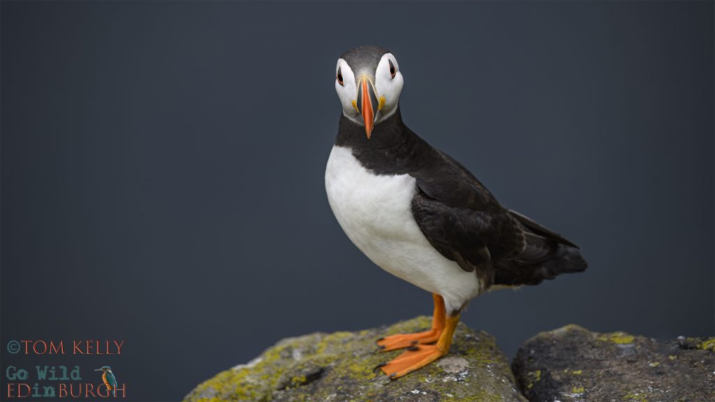 Tom Kelly - Scottish Wildlife Photographer GoWildInEdinburgh.co.uk TomKelly.co.uk