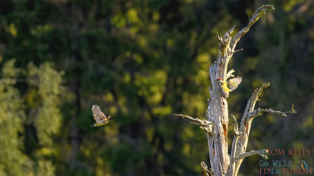 Tom Kelly - Scottish Wildlife Photographer GoWildInEdinburgh.co.uk TomKelly.co.uk