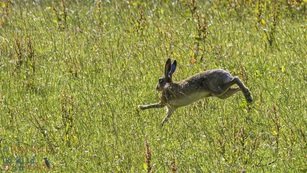 Tom Kelly - Scottish Wildlife Photographer GoWildInEdinburgh.co.uk TomKelly.co.uk