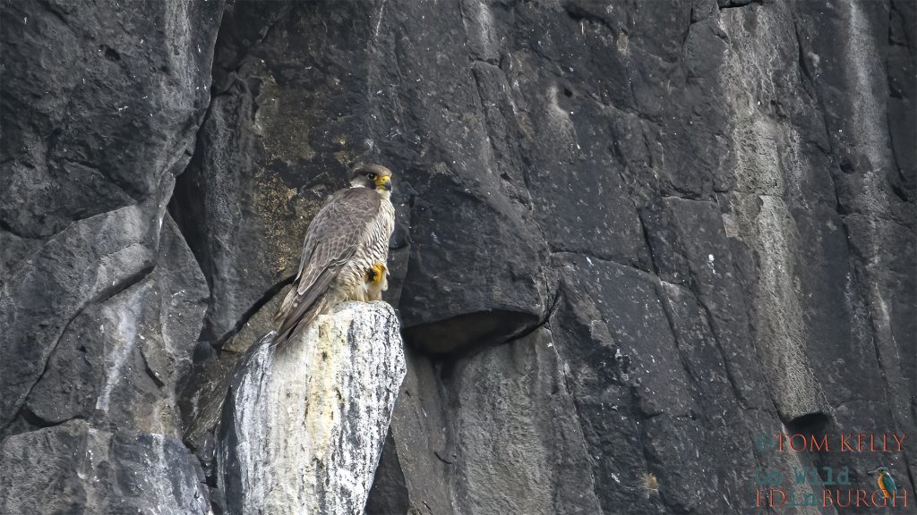 Tom Kelly - Scottish Wildlife Photographer GoWildInEdinburgh.co.uk TomKelly.co.uk