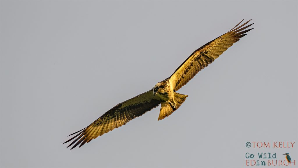 Tom Kelly - Scottish Wildlife Photographer GoWildInEdinburgh.co.uk TomKelly.co.uk