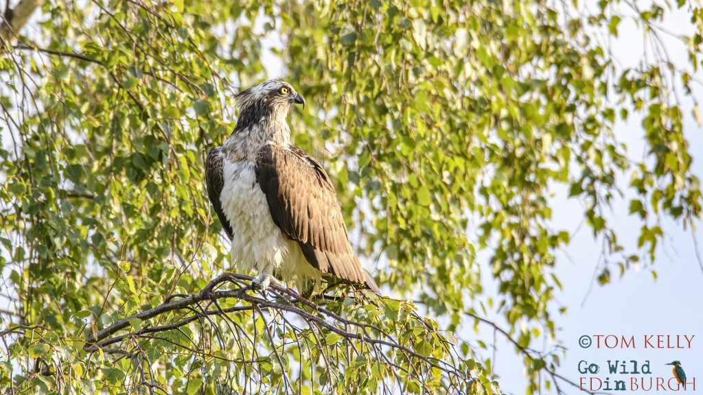 Tom Kelly - Scottish Wildlife Photographer GoWildInEdinburgh.co.uk TomKelly.co.uk