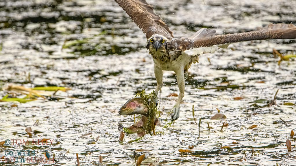 Tom Kelly - Scottish Wildlife Photographer GoWildInEdinburgh.co.uk TomKelly.co.uk