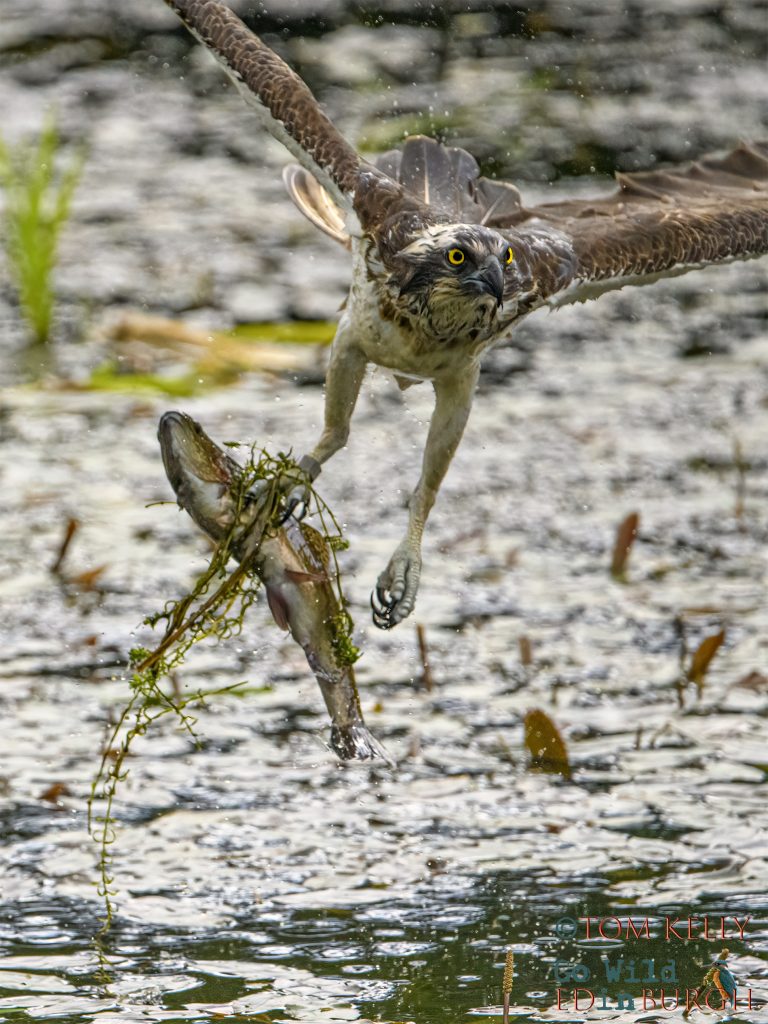 Tom Kelly - Scottish Wildlife Photographer GoWildInEdinburgh.co.uk TomKelly.co.uk