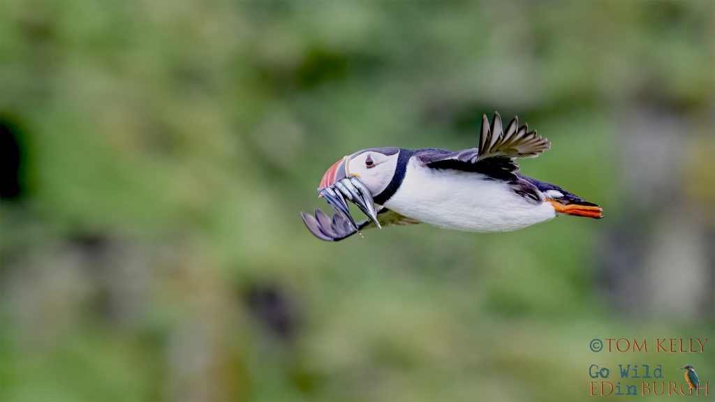 Tom Kelly - Scottish Wildlife Photographer GoWildInEdinburgh.co.uk TomKelly.co.uk