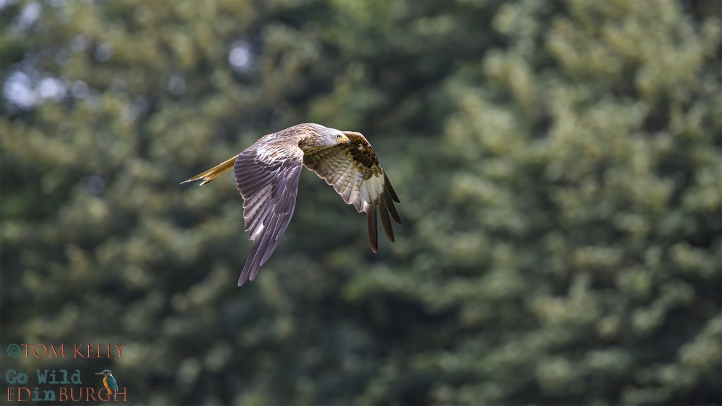Tom Kelly - Scottish Wildlife Photographer GoWildInEdinburgh.co.uk TomKelly.co.uk