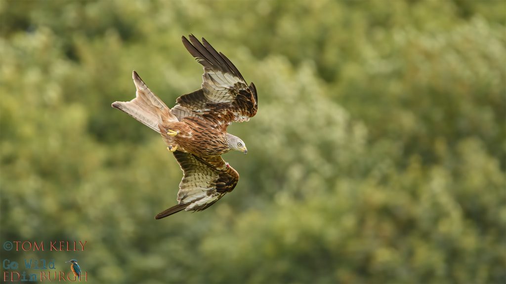 Tom Kelly - Scottish Wildlife Photographer GoWildInEdinburgh.co.uk TomKelly.co.uk