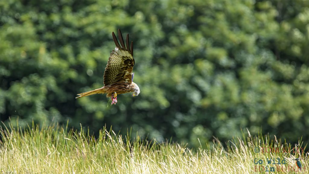Tom Kelly - Scottish Wildlife Photographer GoWildInEdinburgh.co.uk TomKelly.co.uk