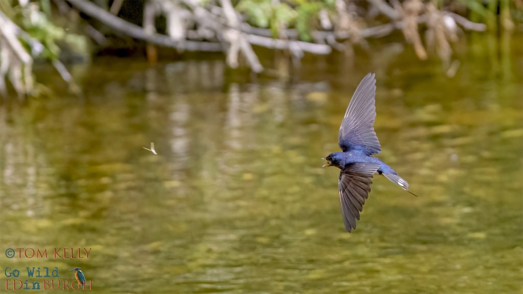 Tom Kelly - Scottish Wildlife Photographer GoWildInEdinburgh.co.uk TomKelly.co.uk