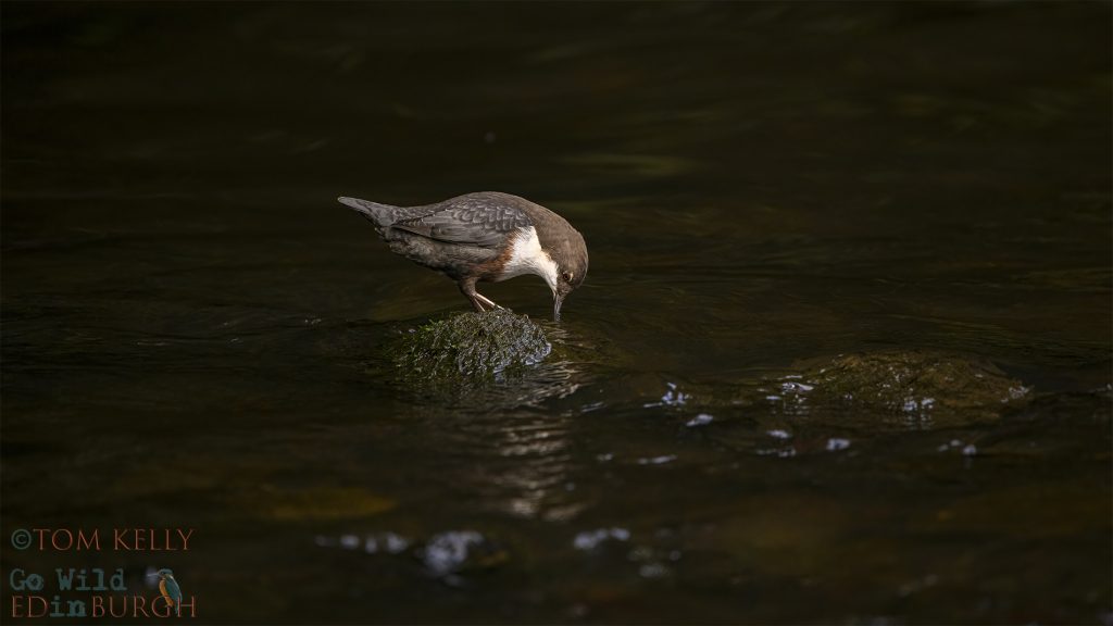 Tom Kelly - Scottish Wildlife Photographer GoWildInEdinburgh.co.uk TomKelly.co.uk