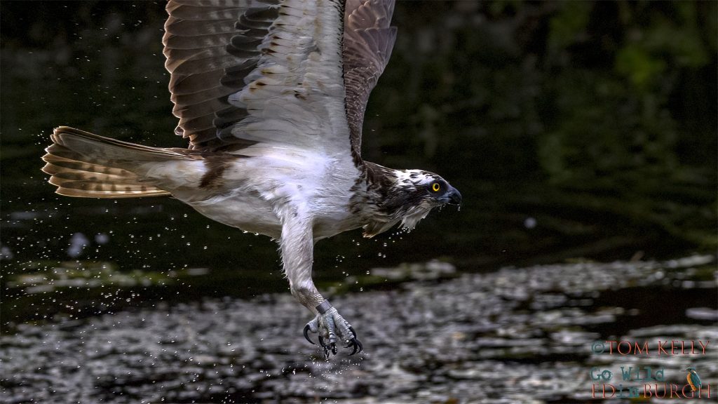 Tom Kelly - Scottish Wildlife Photographer GoWildInEdinburgh.co.uk TomKelly.co.uk