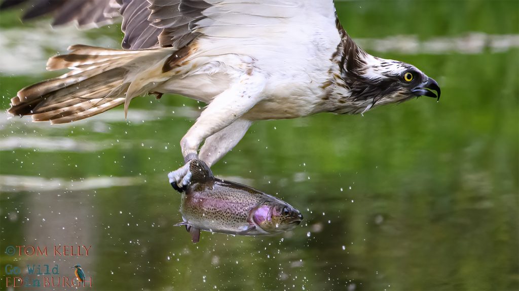 Tom Kelly - Scottish Wildlife Photographer GoWildInEdinburgh.co.uk TomKelly.co.uk