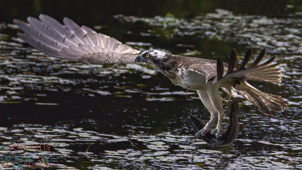 Tom Kelly - Scottish Wildlife Photographer GoWildInEdinburgh.co.uk TomKelly.co.uk