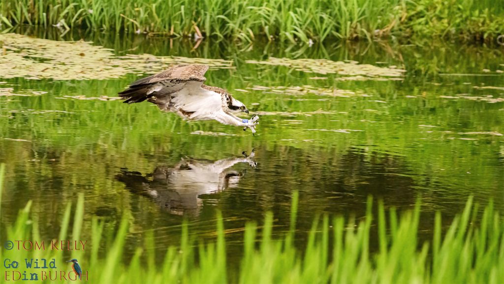 Tom Kelly - Scottish Wildlife Photographer GoWildInEdinburgh.co.uk TomKelly.co.uk